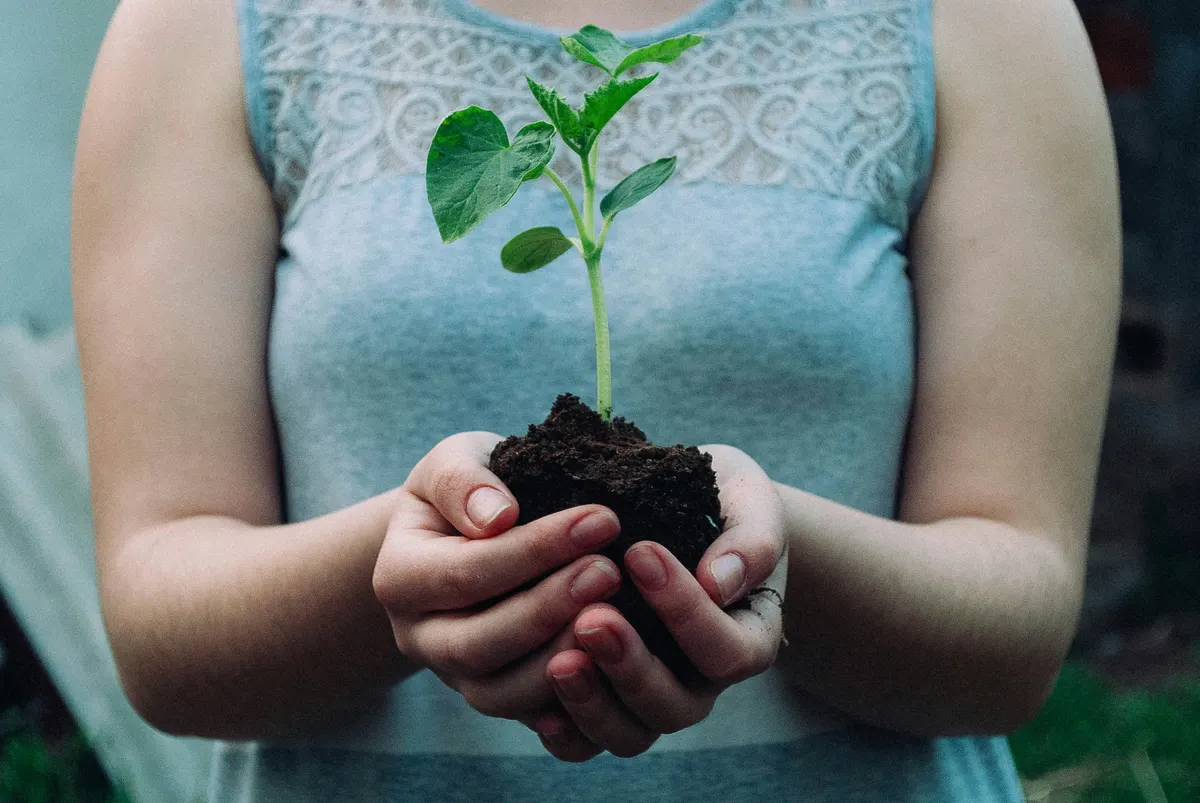 ESOS qualification criteria — hands holding a seedling in soil ready for planting