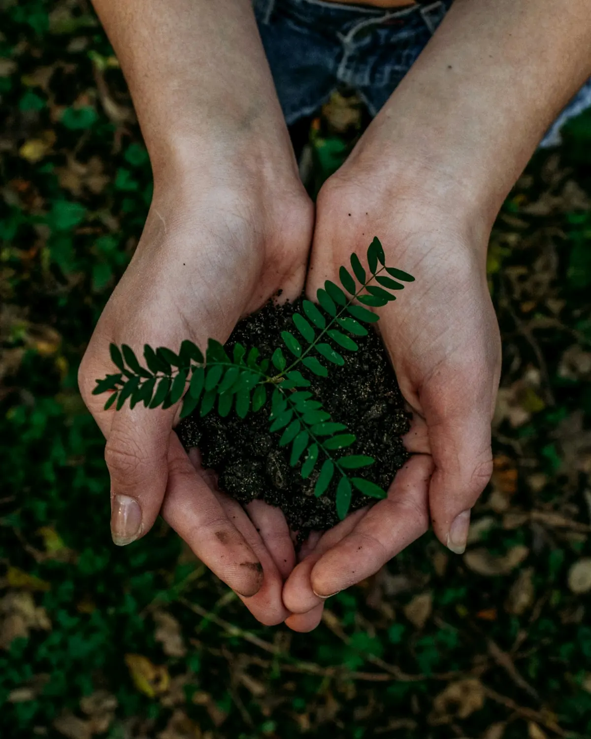 ESRS 40a reporting routes — hands cupping a fern frond, the three ways a third-country group may satisfy Article 40a