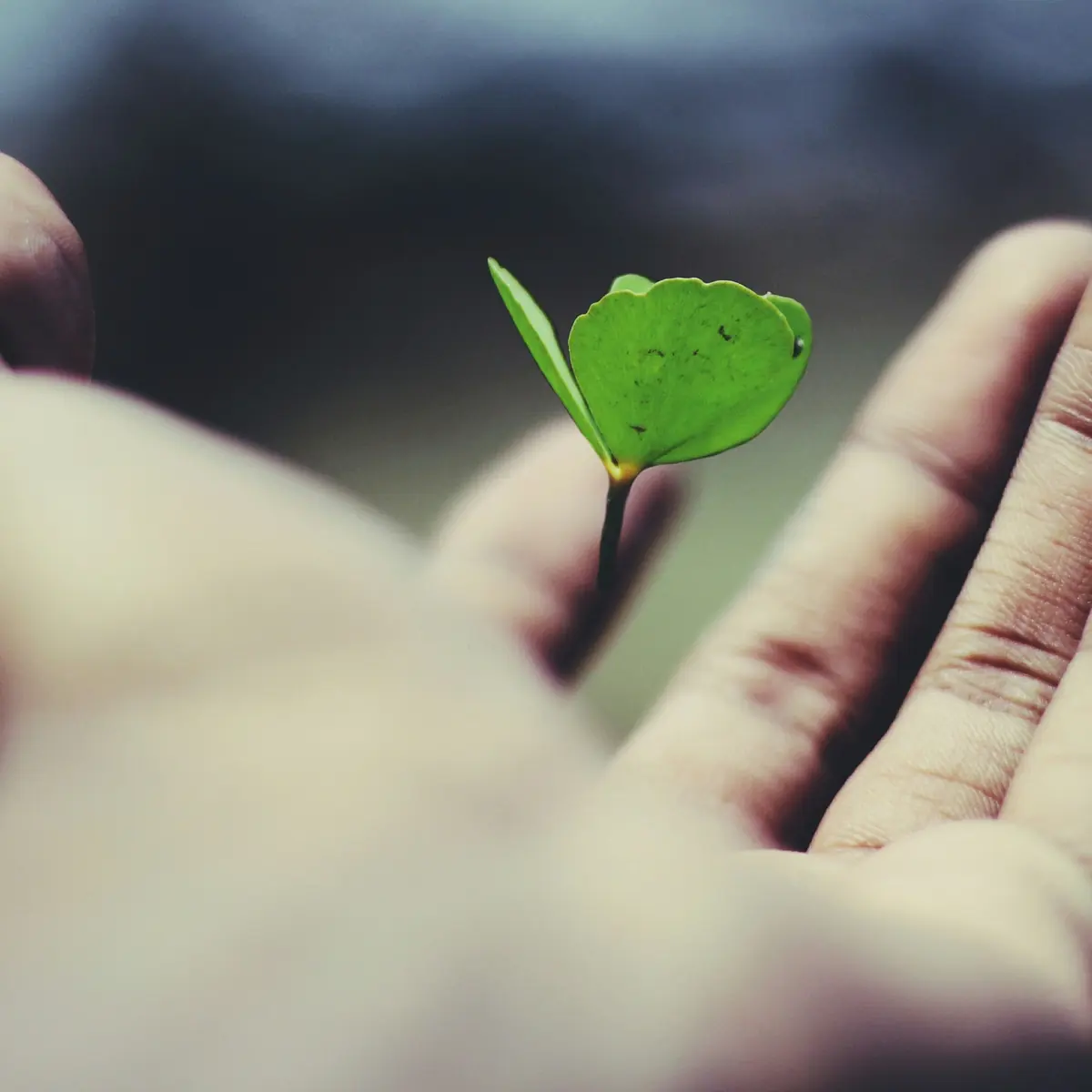 GHG accounting software and global warming potential — a single leaf held in an open hand, one unit weighted by the assessment report you chose