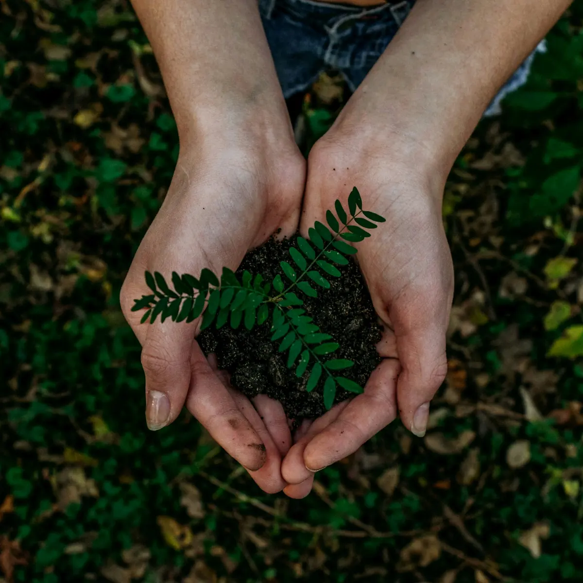 GHG emissions software and assurance readiness — hands cupping a fern frond, a figure held up to third-party verification