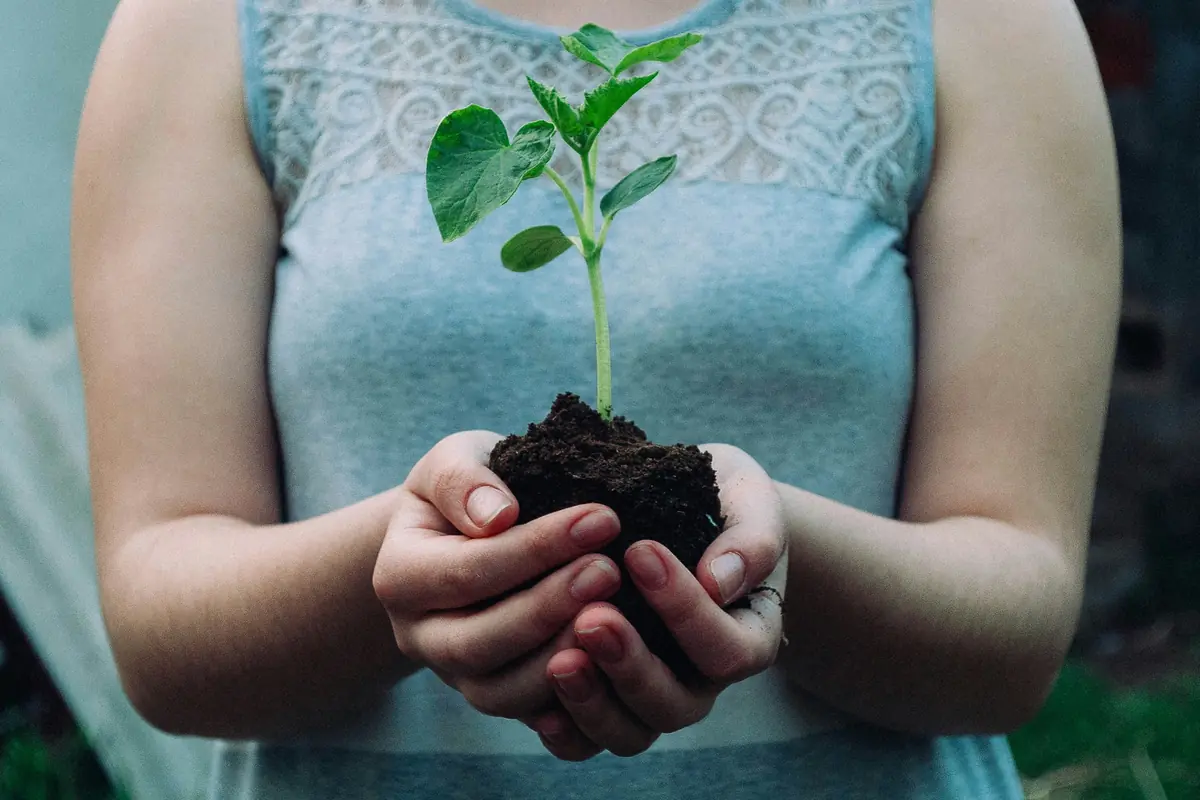 SECR energy efficiency narrative — hands holding a seedling in soil