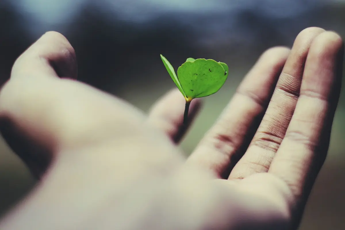 SECR exemptions — a single leaf held in an open hand, the low-energy user test