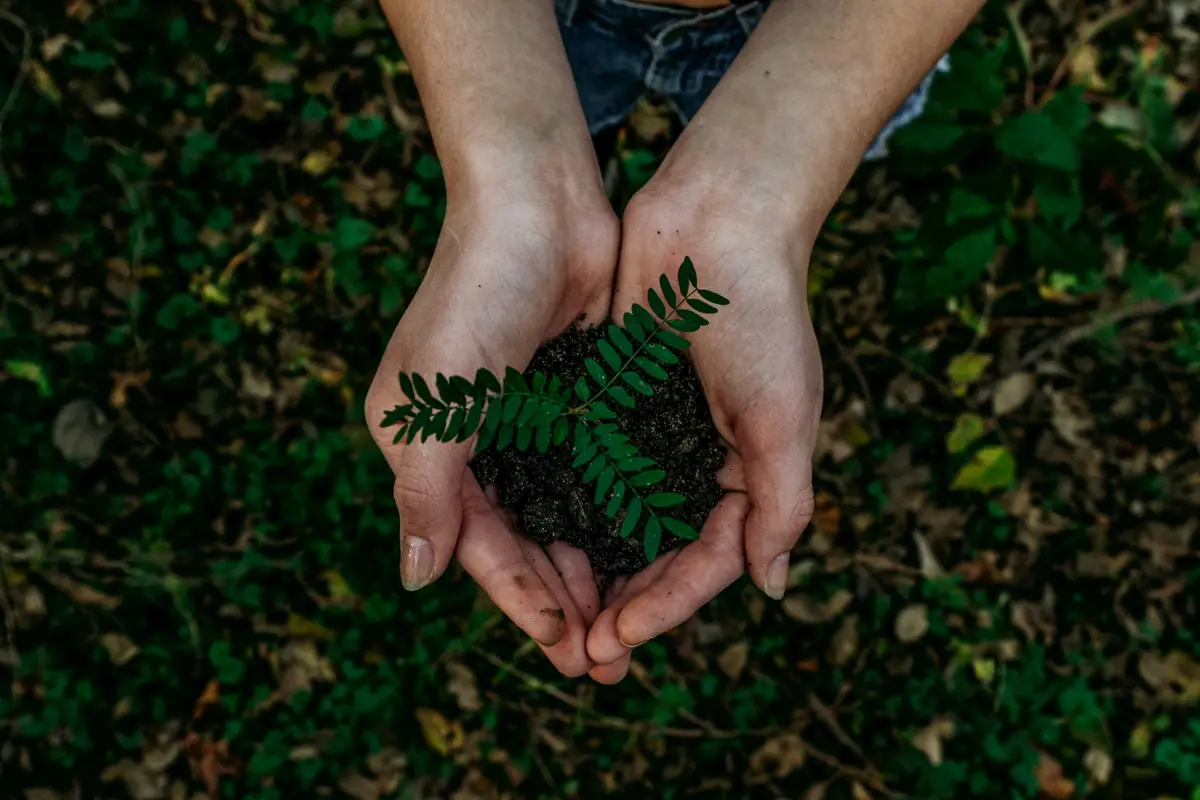 SECR regulations review — hands cupping green fern fronds