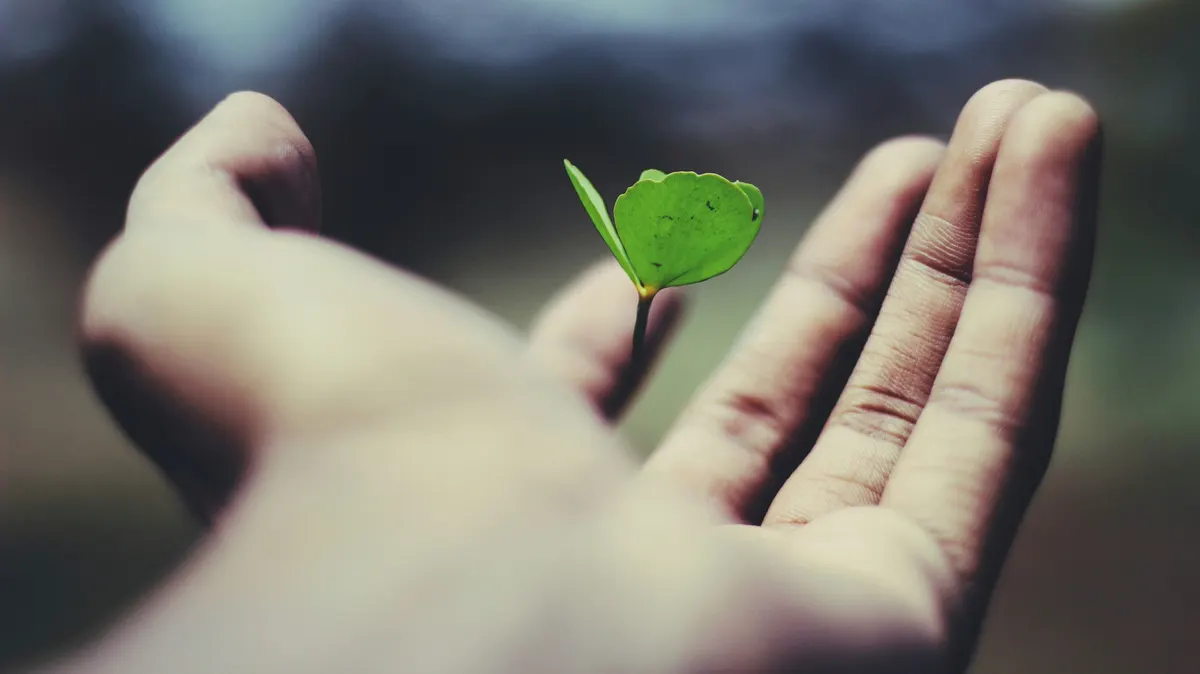 Sustainability consultant salary negotiation — a leaf held in an open hand