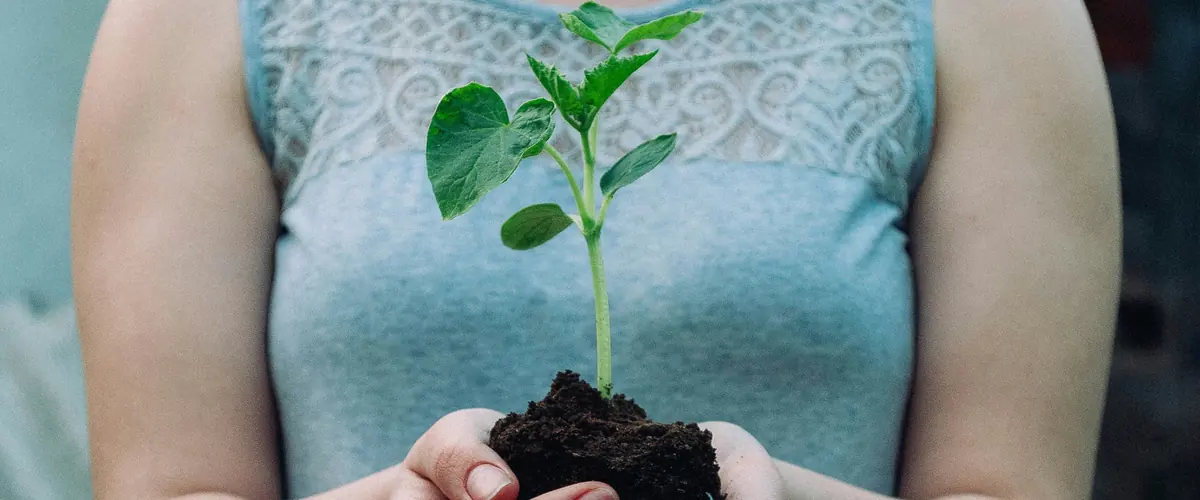 How to respond to a UK SRS consultation — hands holding a seedling, the 209 responses the exposure drafts received