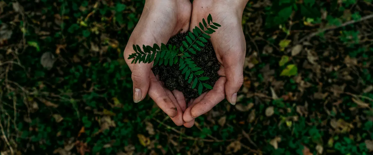 UK SRS exposure draft consultation — hands cupping a fern frond, the draft standards held open for comment from 25 June to 17 September 2025