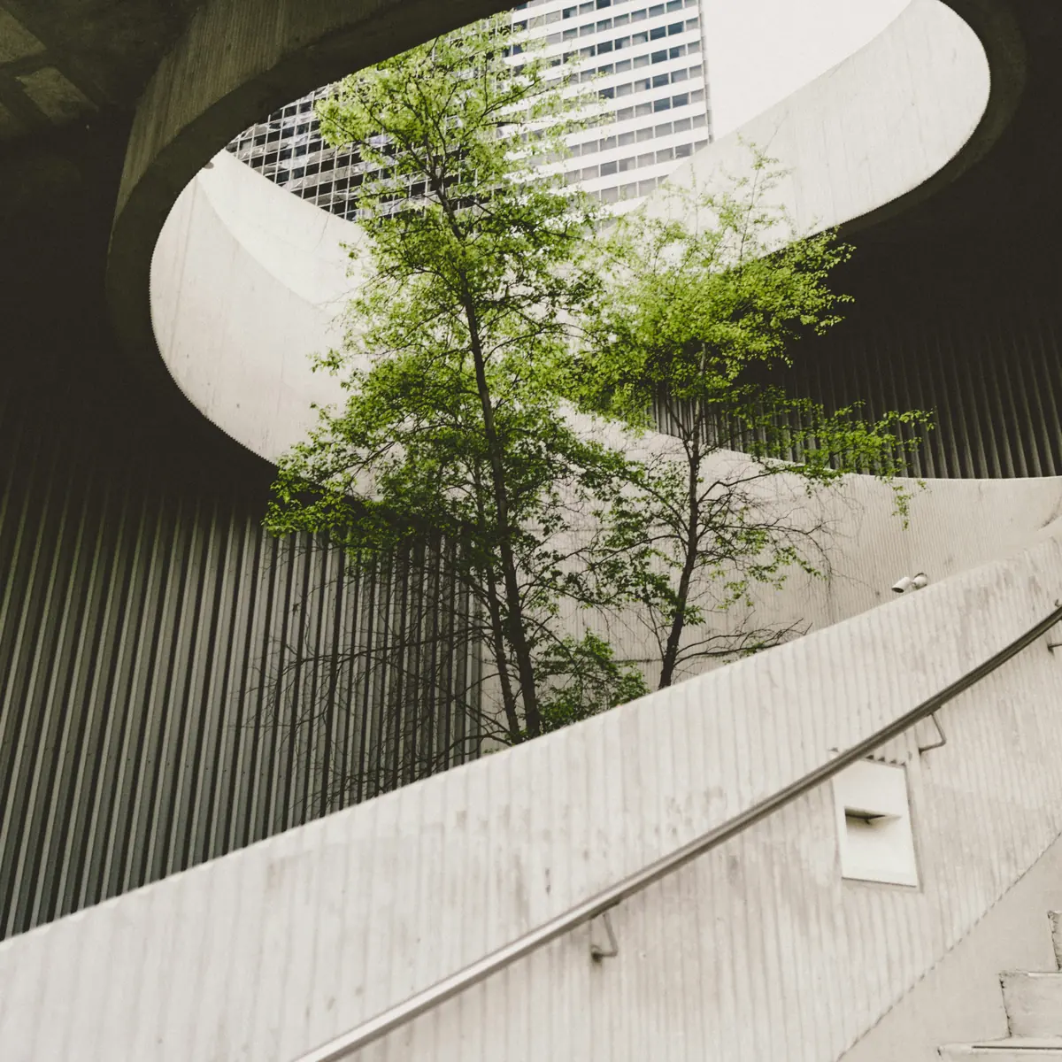 UK SRS timeline &mdash; the transition reliefs for Scope 3 and non-climate reporting, a tree growing through corporate concrete