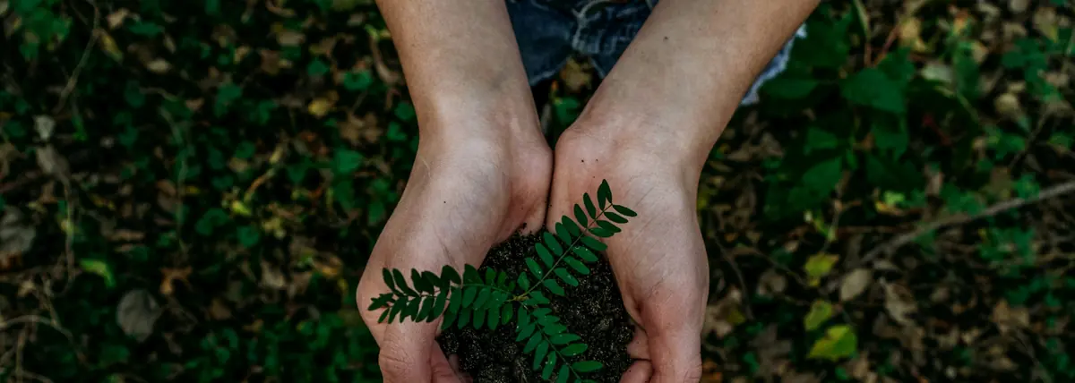 UK SRS timeline &mdash; what to do with the time before any UK SRS deadline, hands cupping a fern frond